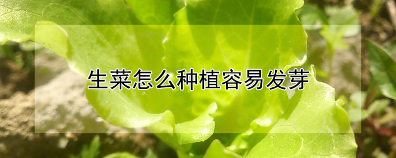 生菜怎么種植容易發芽