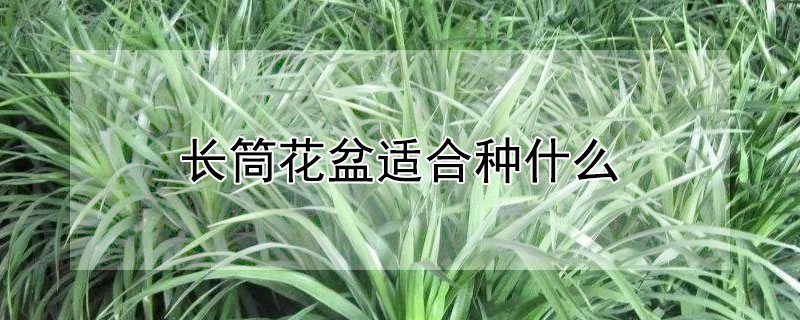 長筒花盆適合種什么