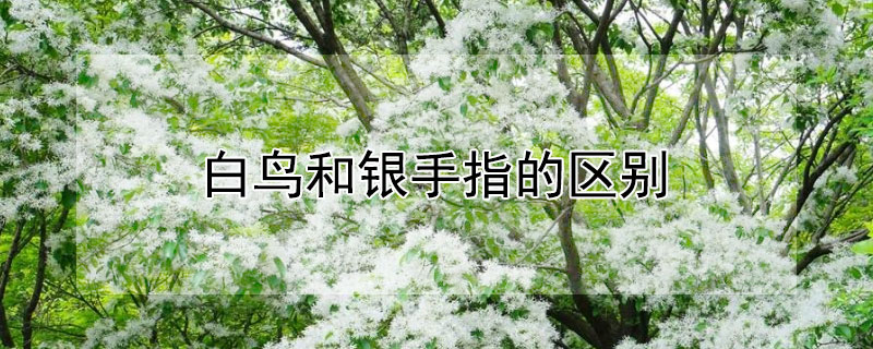 白鳥和銀手指的區別