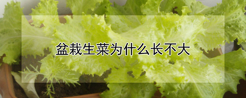 盆栽生菜為什么長(zhǎng)不大