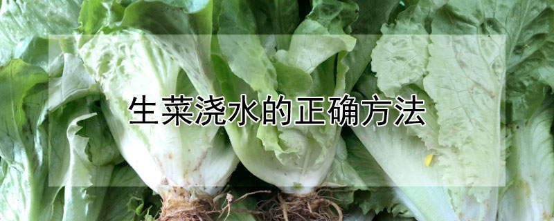 生菜澆水的正確方法