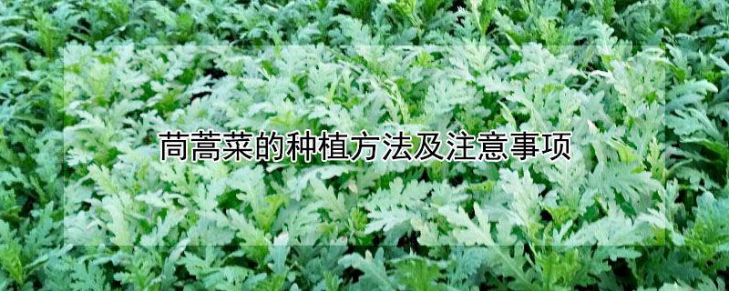 茼蒿菜的種植方法及注意事項