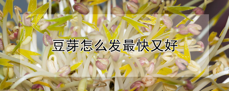 豆芽怎么發(fā)最快又好