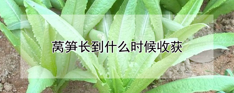 萵筍長到什么時(shí)候收獲