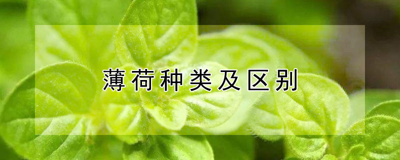 薄荷種類及區(qū)別