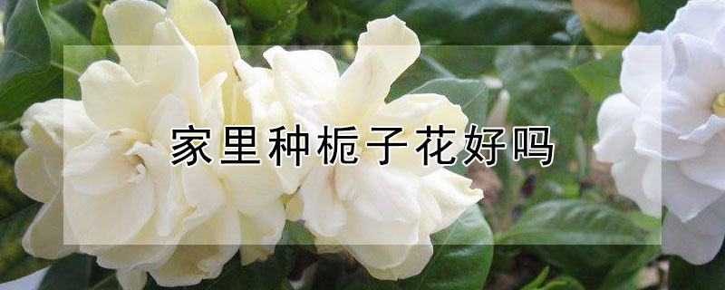 家里種梔子花好嗎