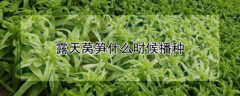 露天萵筍什么時(shí)候播種