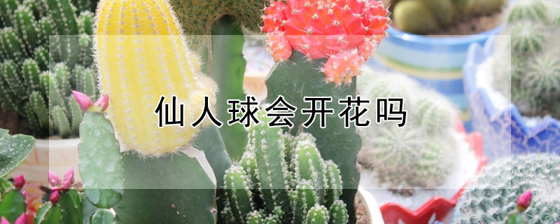 仙人球會開花嗎