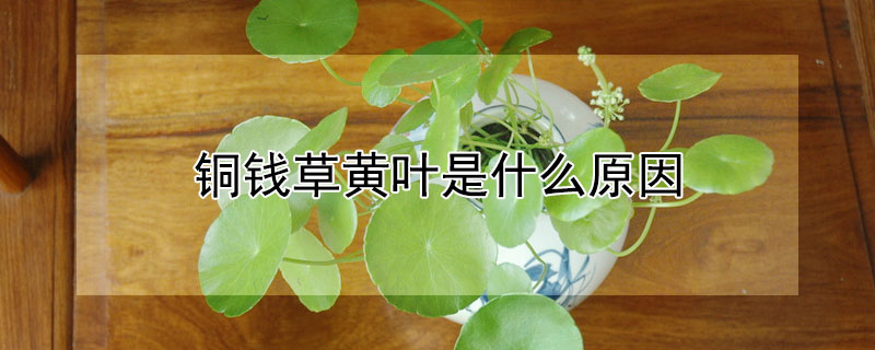 銅錢草黃葉是什么原因