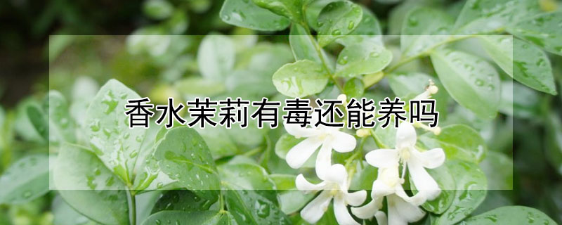 香水茉莉有毒還能養嗎