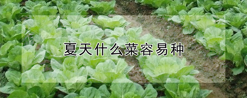 夏天什么菜容易種