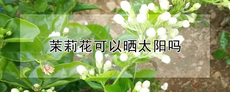 茉莉花可以曬太陽嗎