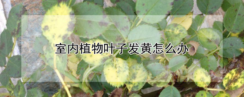 室內植物葉子發黃怎么辦