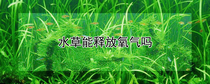 水草能釋放氧氣嗎