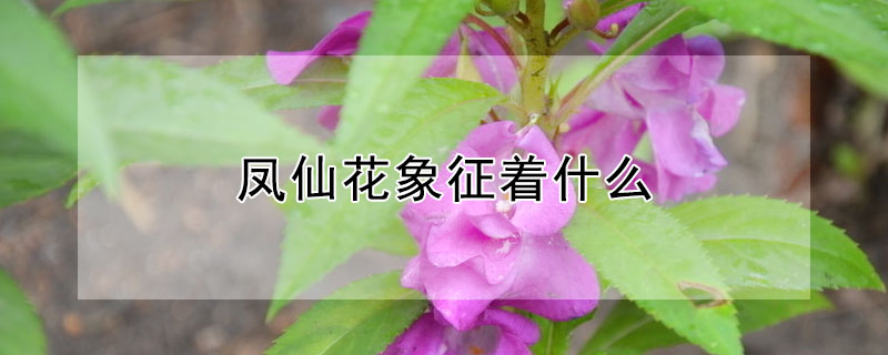 鳳仙花象征著什么