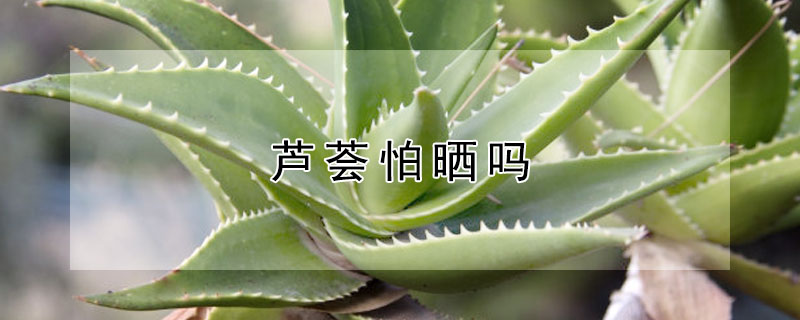 蘆薈怕曬嗎