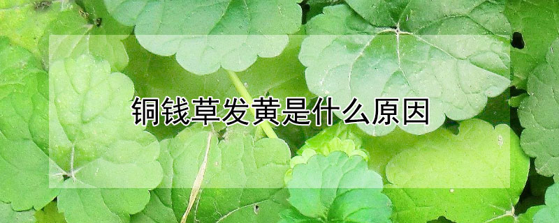 銅錢草發(fā)黃是什么原因