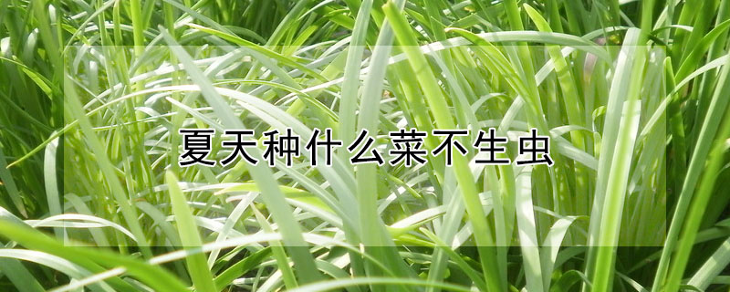 夏天種什么菜不生蟲