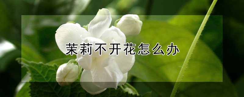 茉莉不開花怎么辦