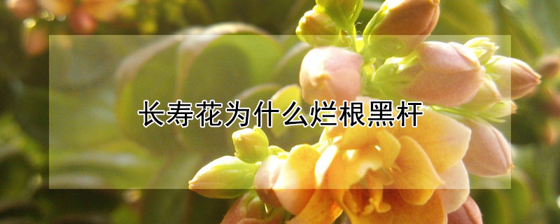 長壽花為什么爛根黑桿