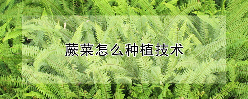 蕨菜怎么種植技術