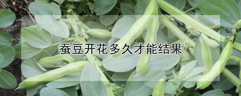 蠶豆開(kāi)花多久才能結(jié)果