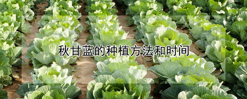 秋甘藍(lán)的種植方法和時(shí)間