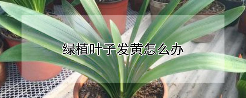 綠植葉子發黃怎么辦