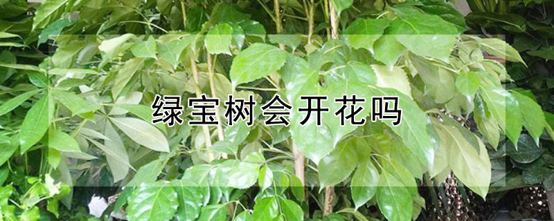 綠寶樹會開花嗎