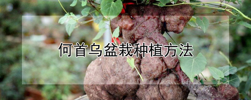 何首烏盆栽種植方法