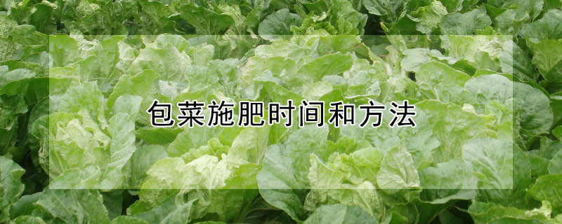 包菜施肥時間和方法