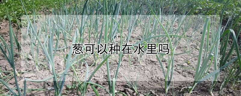 蔥可以種在水里嗎