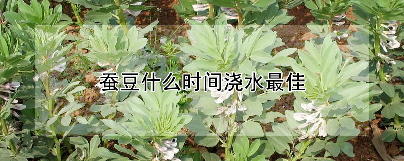 蠶豆什么時間澆水最佳