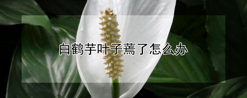 白鶴芋葉子蔫了怎么辦