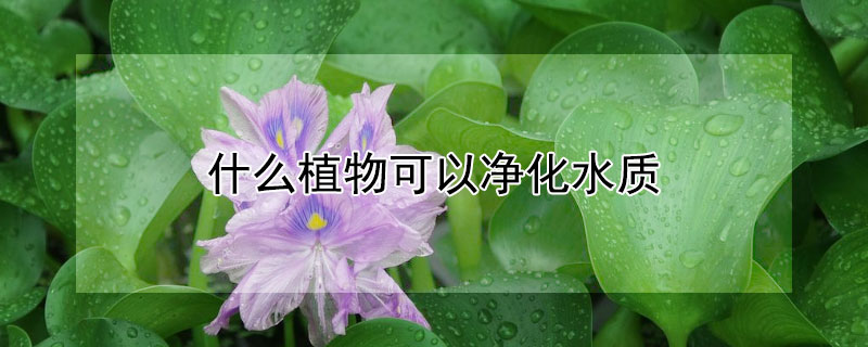 什么植物可以凈化水質(zhì)