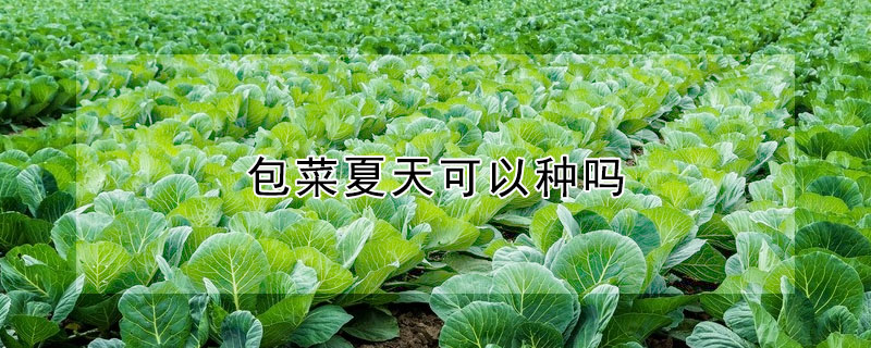 包菜夏天可以種嗎