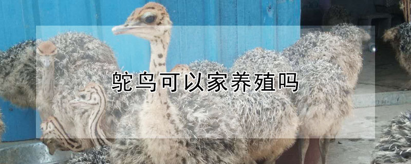 鴕鳥可以家養(yǎng)殖嗎