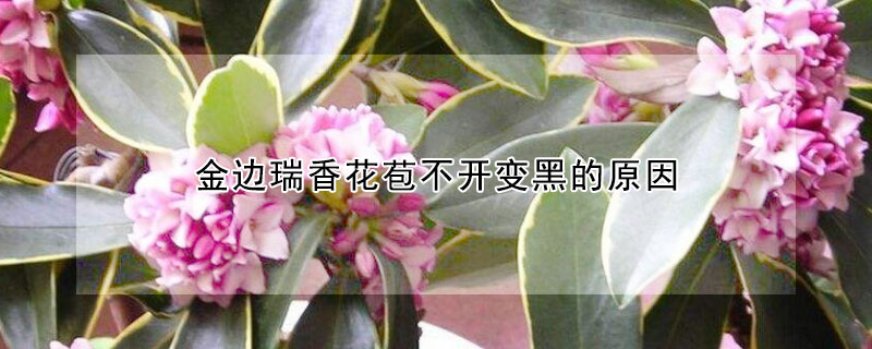 金邊瑞香花苞不開變黑的原因