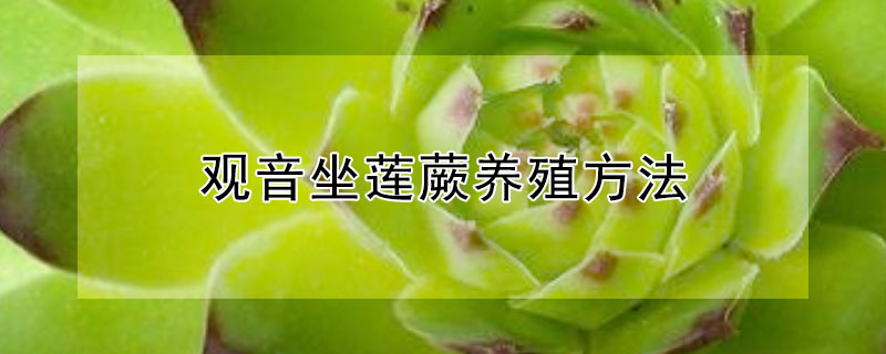 觀音坐蓮蕨養(yǎng)殖方法