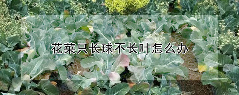 花菜只長球不長葉怎么辦