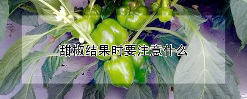 甜椒結(jié)果時(shí)要注意什么