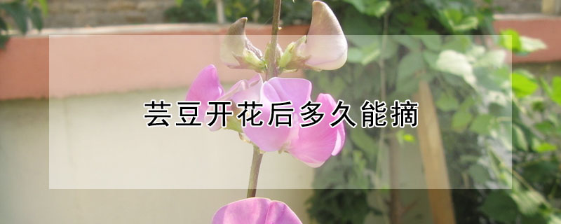 蕓豆開花后多久能摘