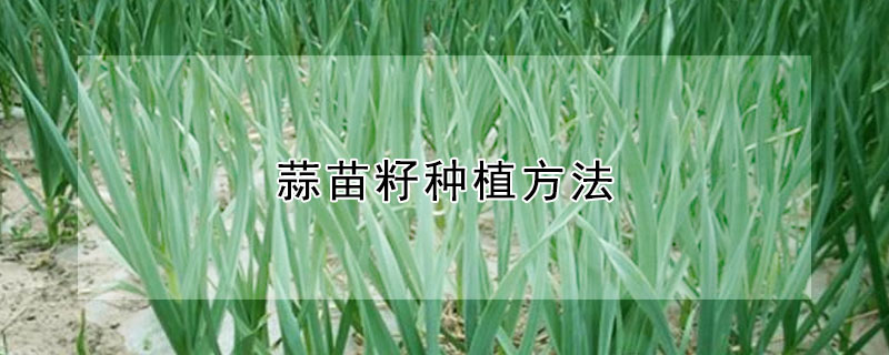 蒜苗籽種植方法