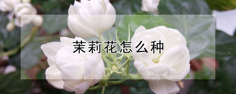 茉莉花怎么種