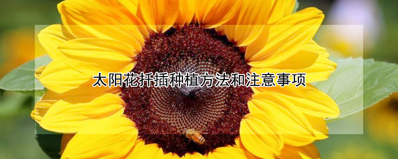 太陽花扦插種植方法和注意事項