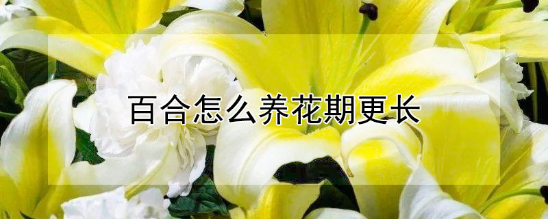 百合怎么養花期更長