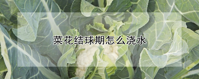 菜花結球期怎么澆水