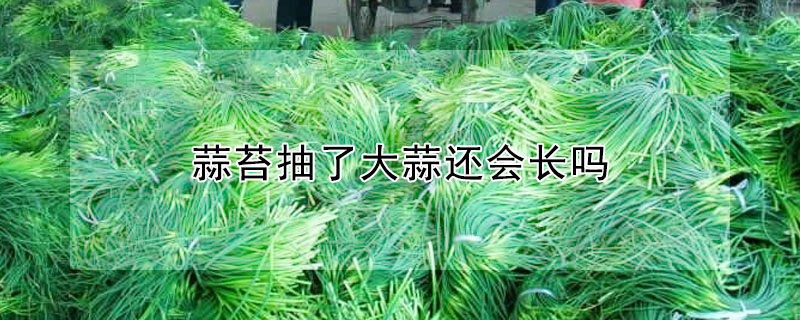 蒜苔抽了大蒜還會長嗎