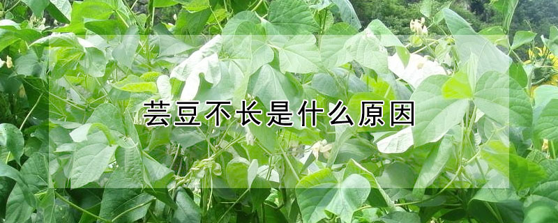 蕓豆不長是什么原因