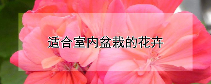 適合室內(nèi)盆栽的花卉